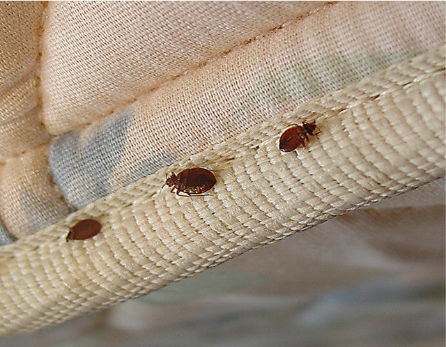 How to Get Rid of Bed Bugs: A DIY Guide  Bed bugs treatment, Rid of bed  bugs, Bed bugs