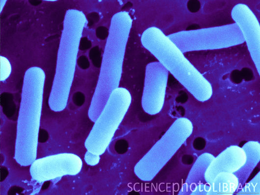 Plain and Simple Heat Sterilizes Pathogens